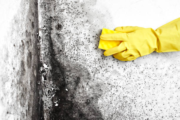 Best Local Mold Removal Service  in Granite Quarry, NC