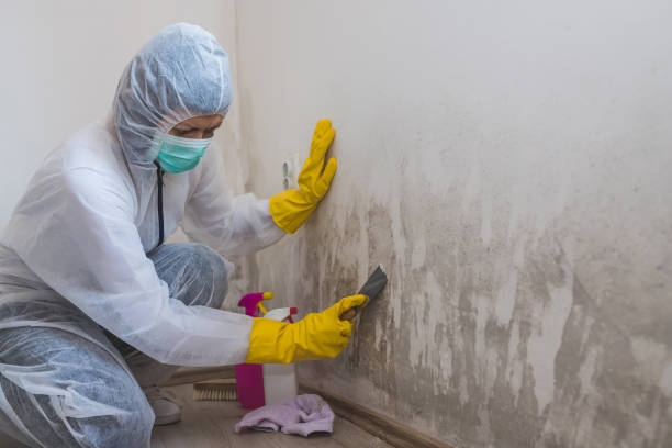 Best Commercial Mold Removal  in Granite Quarry, NC