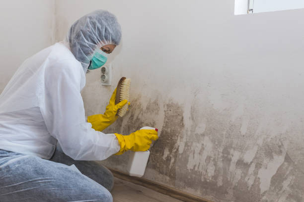 Office Mold Removal Services in Granite Quarry, NC
