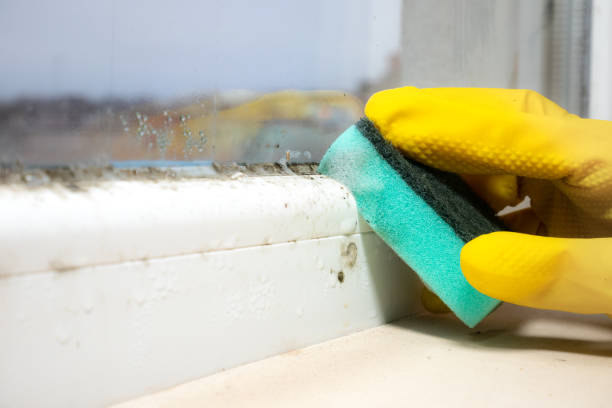 Best Same-Day Mold Removal  in Granite Quarry, NC