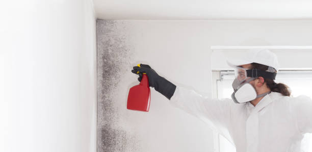 Best Mold Removal Company Near Me  in Granite Quarry, NC