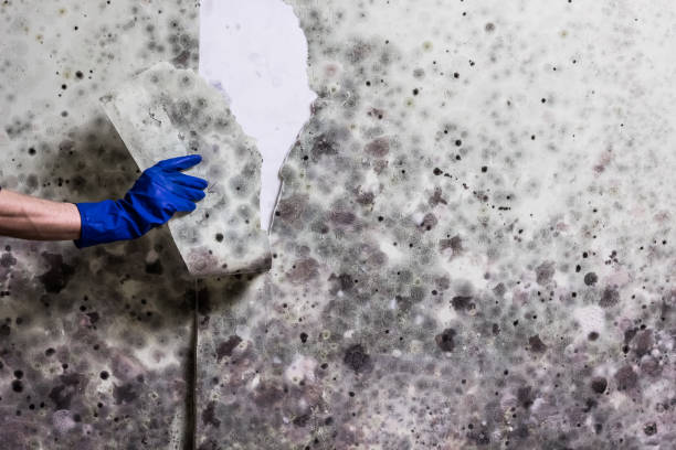 Home Mold Removal in Granite Quarry, NC