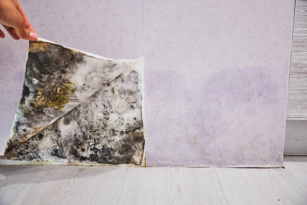 Best Office Mold Removal Services  in Granite Quarry, NC